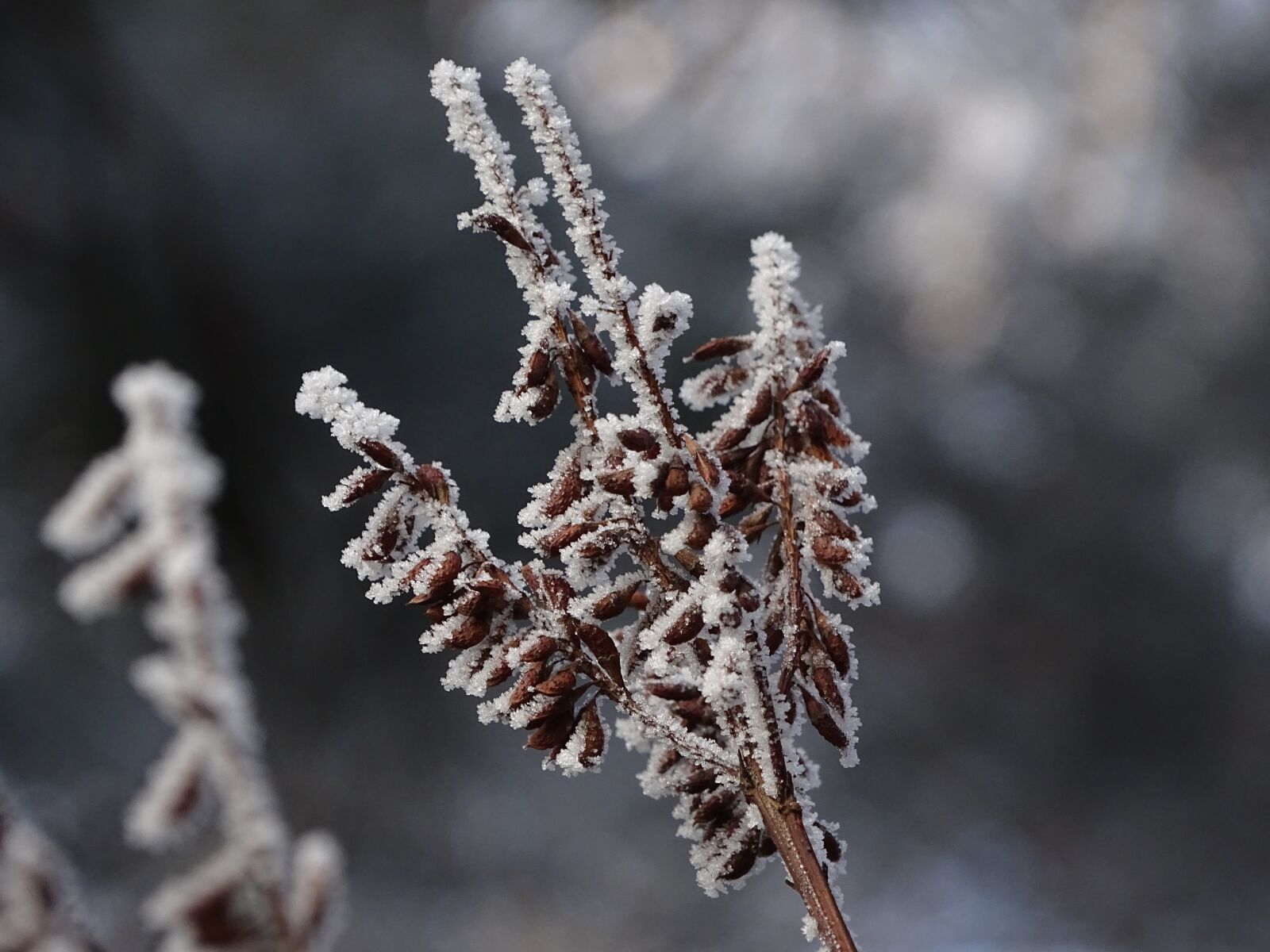 Sony Cyber-shot DSC-HX400V sample photo. Winter, icing, macro photography