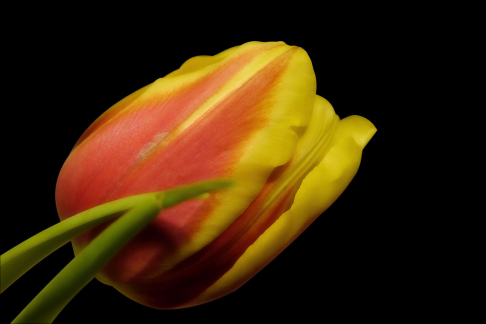 Panasonic Lumix DMC-G6 sample photo. Tulip, flower, blossom photography