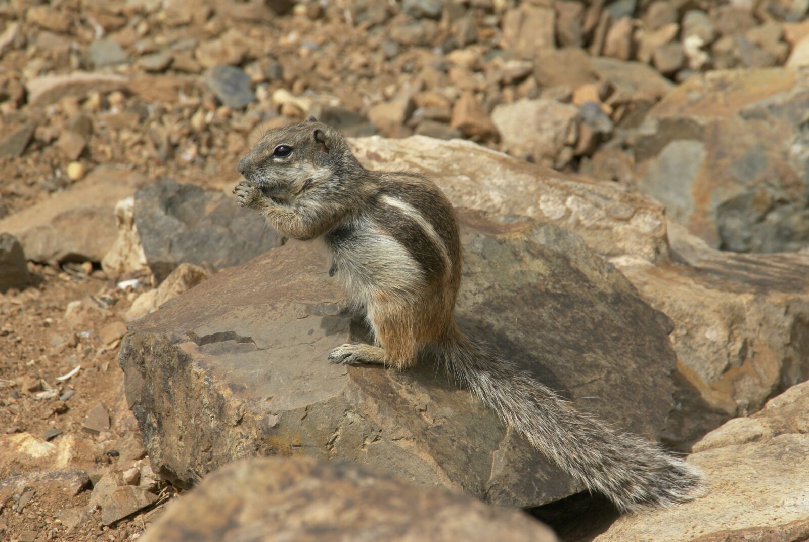 Sony Alpha DSLR-A100 sample photo. The squirrel, protein, piaszczyk photography