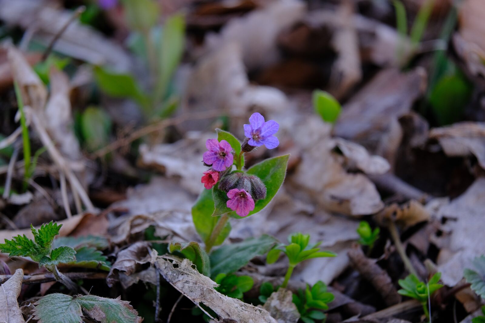 Fujifilm XF 55-200mm F3.5-4.8 R LM OIS sample photo. Lungwort, flower, blossom photography