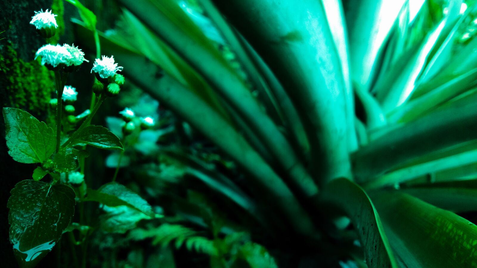 Samsung Galaxy A5 sample photo. Flora, nature, plant photography