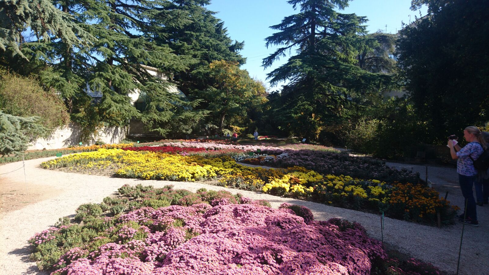 Sony Xperia X Compact sample photo. Chrysanthemum, garden, park photography