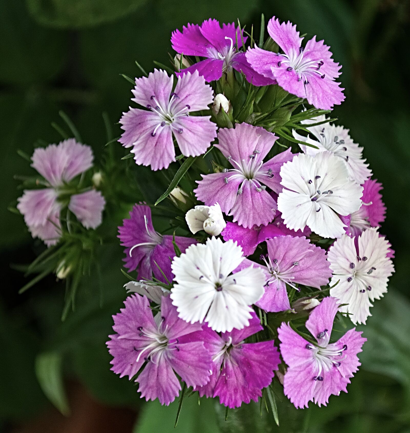 Nikon D5200 sample photo. Nature, flower, bloom photography