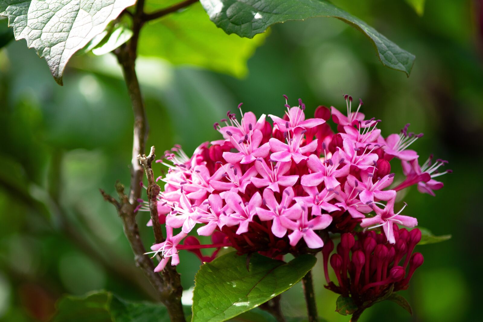 Canon EOS 7D Mark II sample photo. Clerodendrum bungei, wreath tree photography