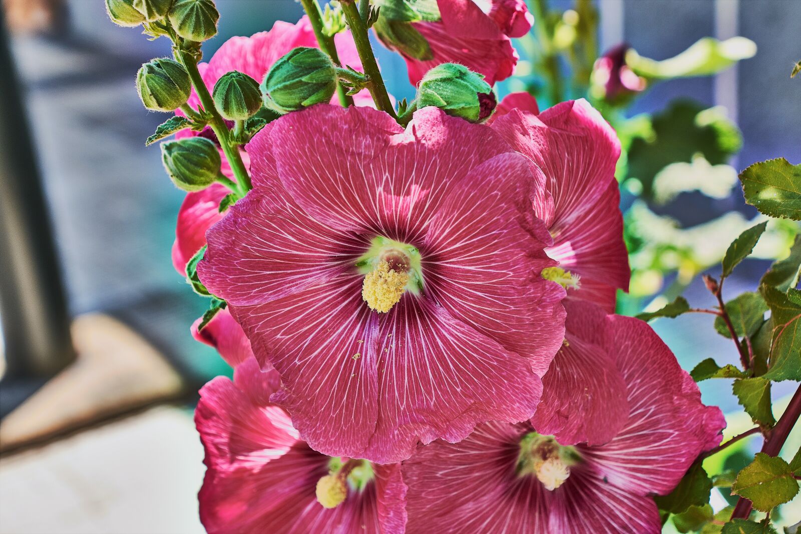 Nikon D7200 sample photo. Bell, red, garden photography