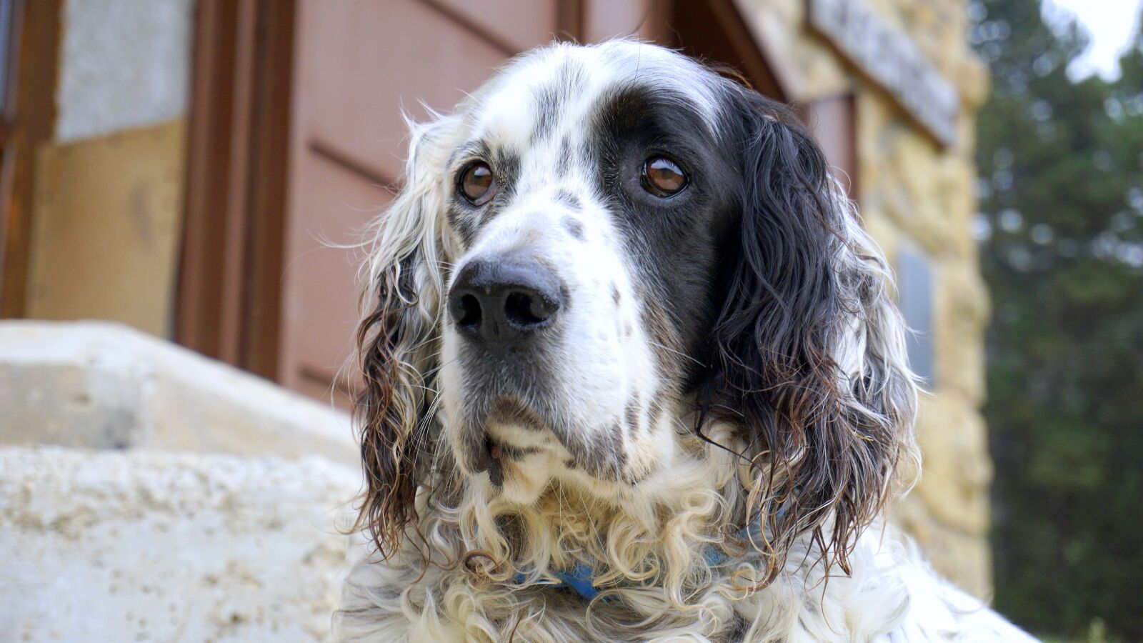 Sony a6000 sample photo. Dog, white, black and photography