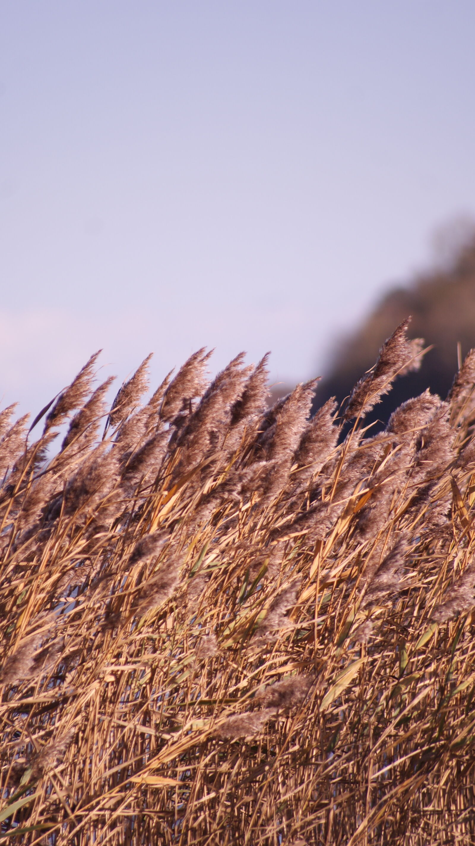Sony Alpha DSLR-A200 sample photo. Beach, corn, day, easter photography