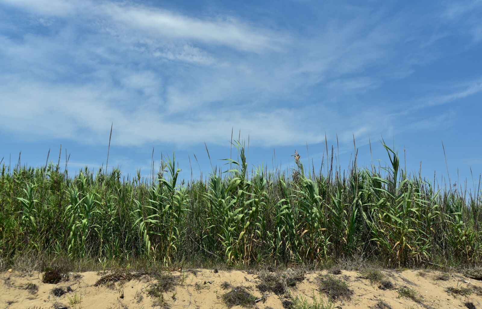Nikon D750 sample photo. Dune, reed, summer photography