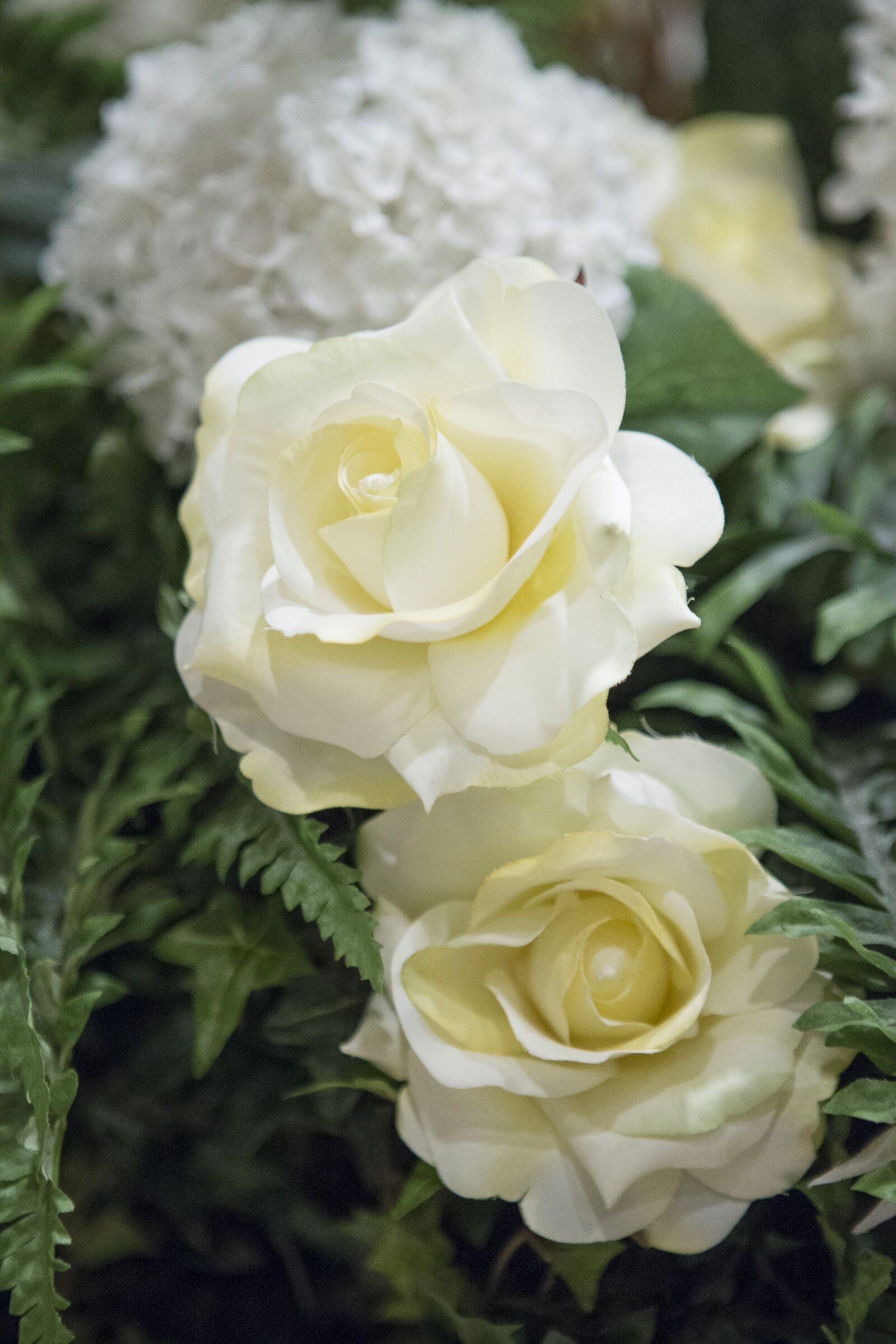Canon EOS-1D X + Canon EF 24-70mm F2.8L USM sample photo. Beautiful, white, roses photography