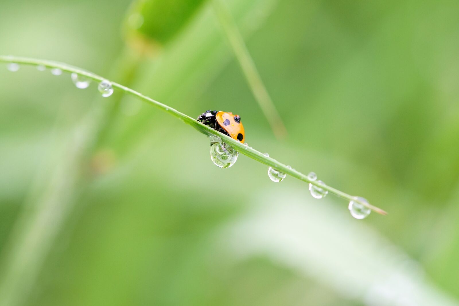 Sony a7R + Sony FE 90mm F2.8 Macro G OSS sample photo. Insect, ladybug, insects photography