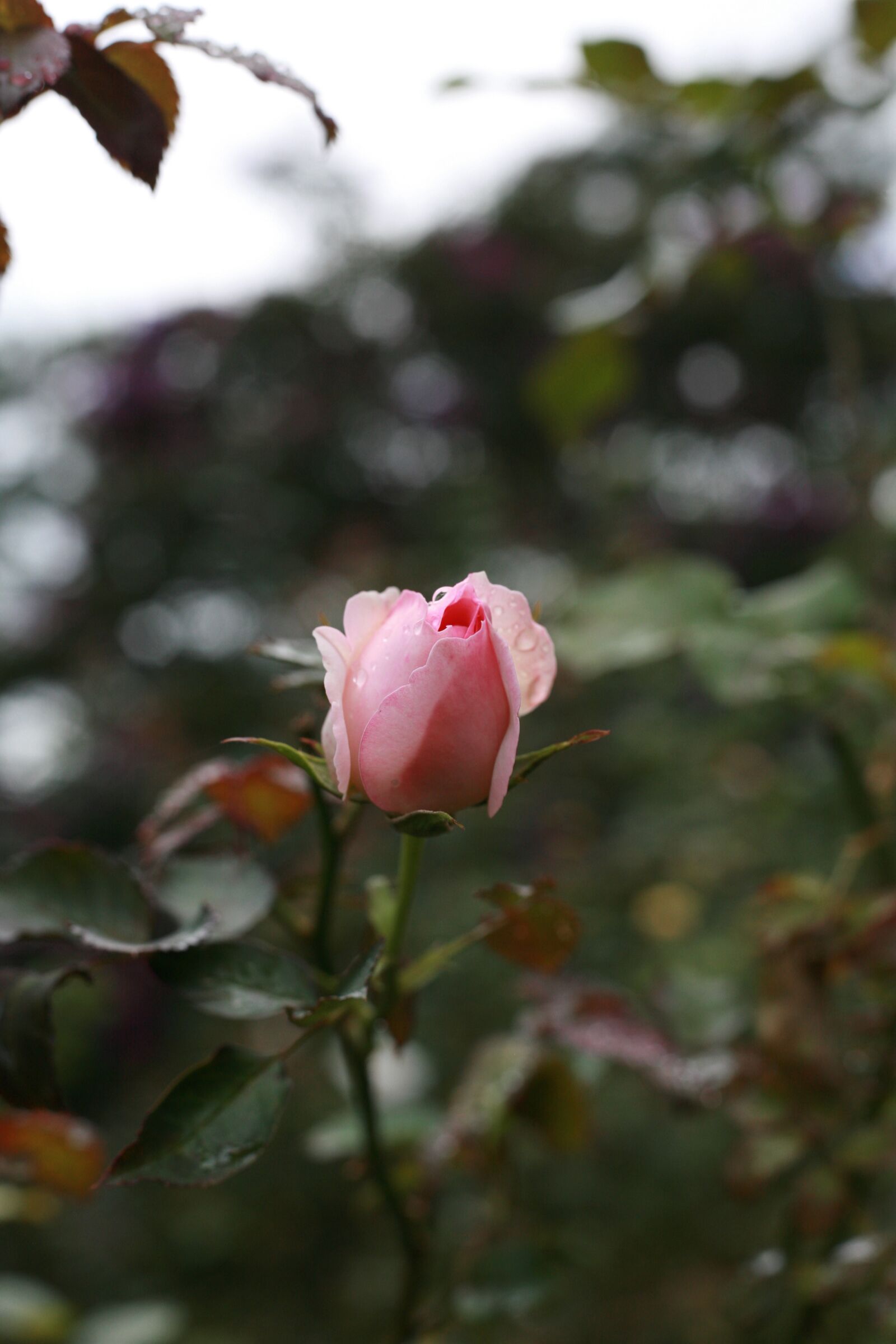 Canon EOS 5D sample photo. Rose, flowers, nature photography