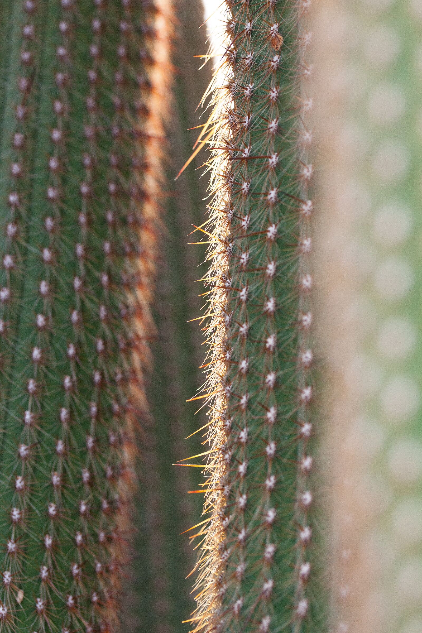 Canon EOS 50D sample photo. Cactus, cactaceae, prickly photography