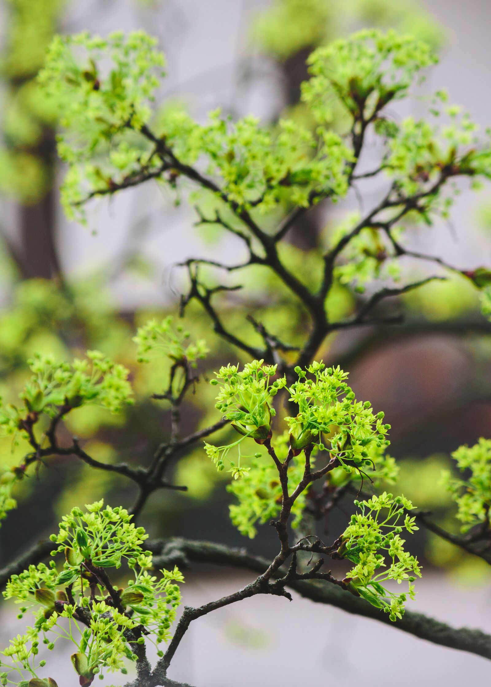Canon EOS 700D (EOS Rebel T5i / EOS Kiss X7i) sample photo. Nature, leaf, plant photography