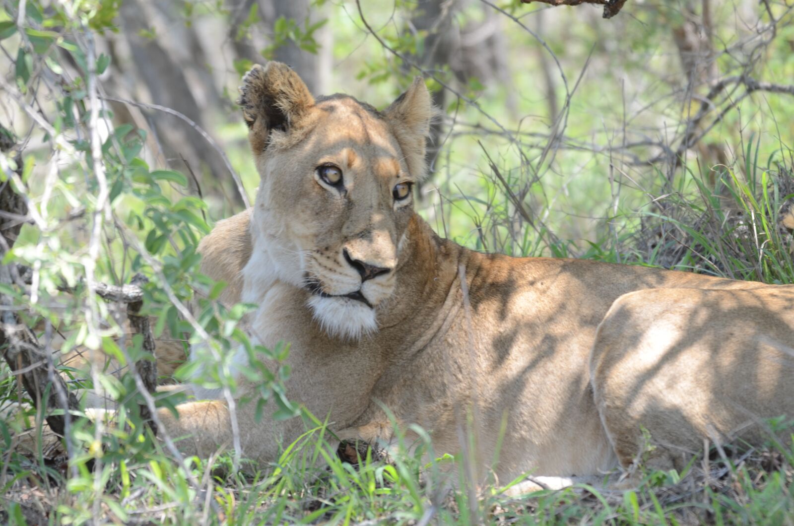 Nikon D7000 sample photo. Lion, lioness, kruger park photography