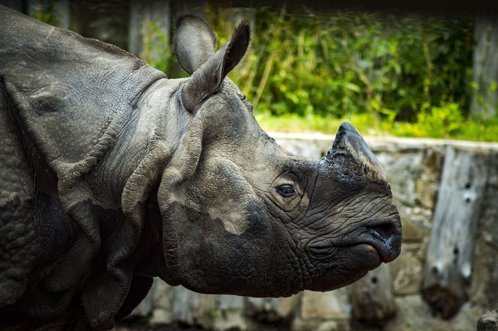 Nikon D3200 sample photo. Zoo, rhino, animal photography