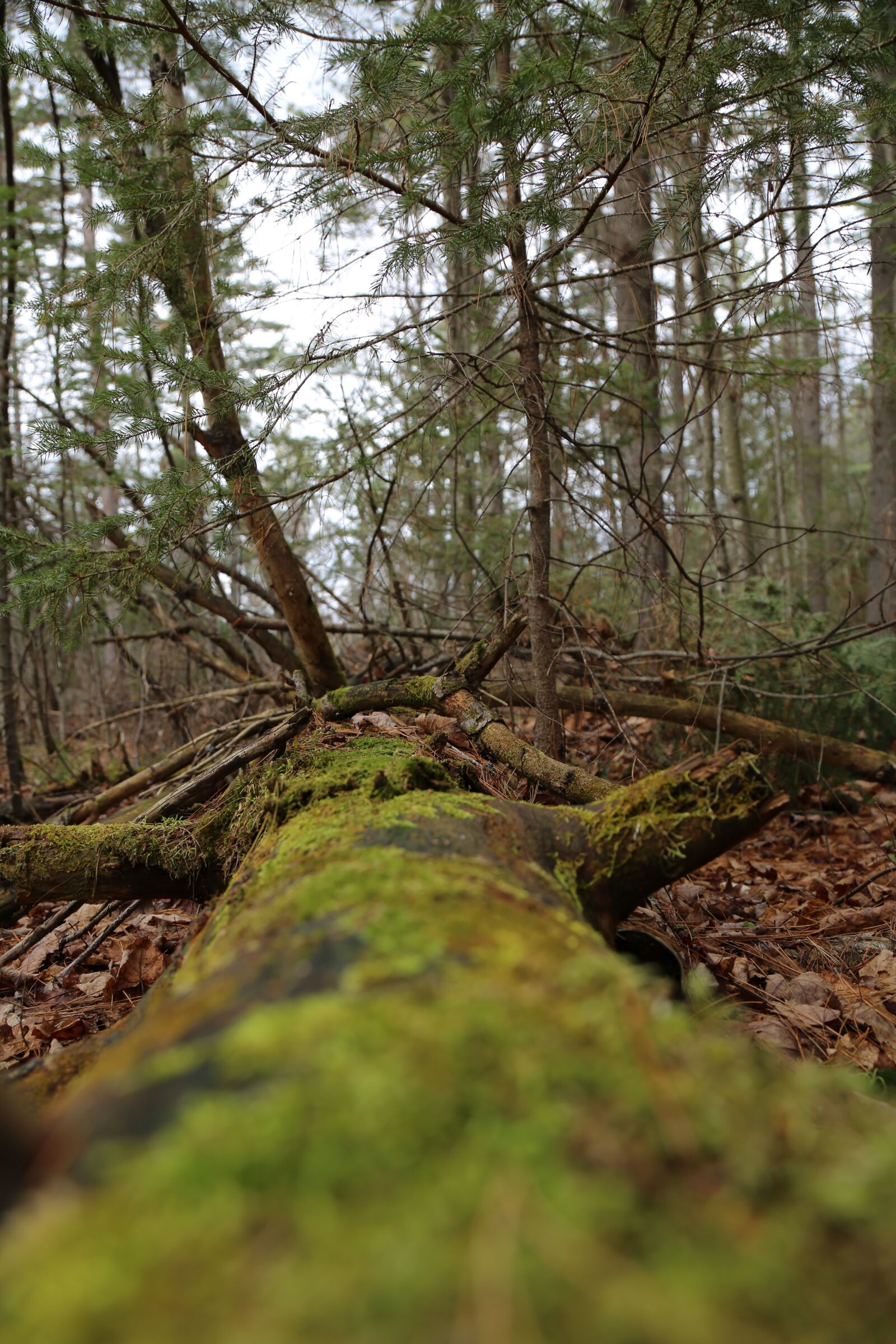 Canon EF 24-105mm F4L IS USM sample photo. Forest, trees, m photography