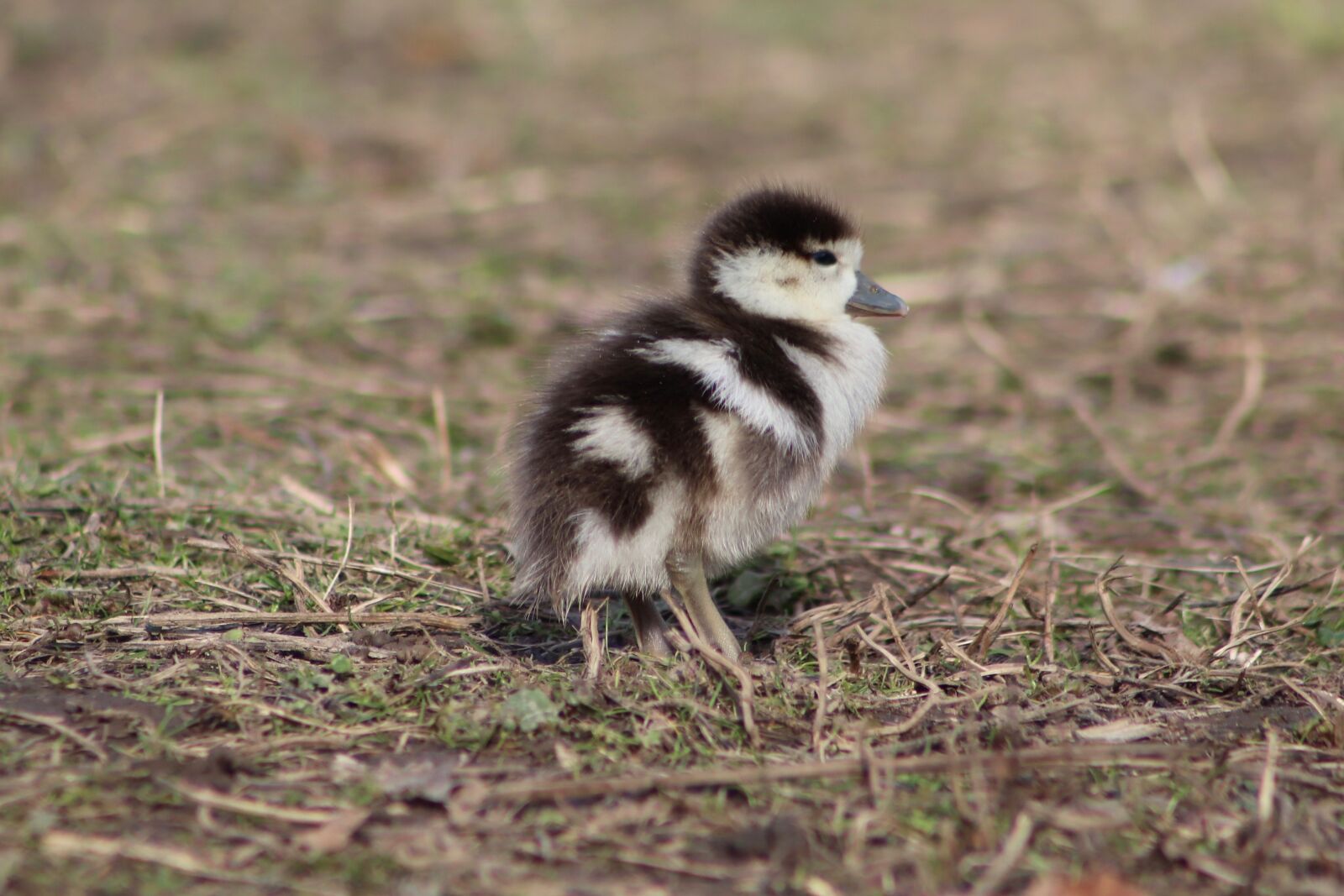 Canon EOS 800D (EOS Rebel T7i / EOS Kiss X9i) sample photo. Chicks, goslings, nilgans photography