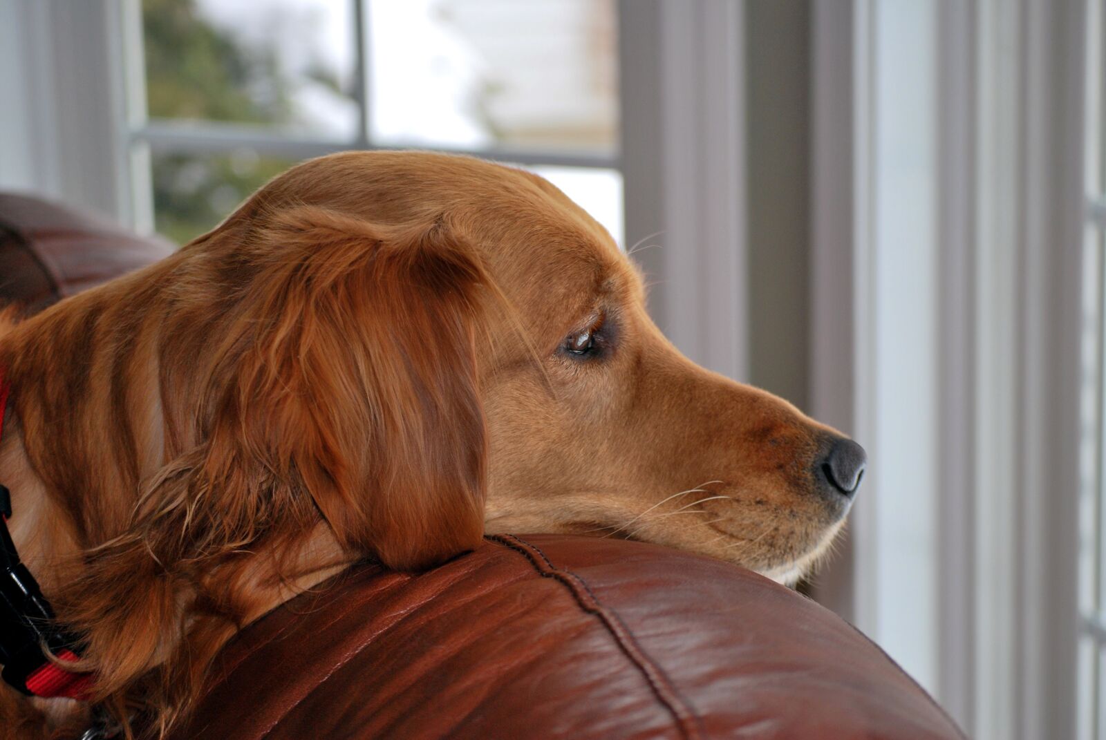 Nikon D60 sample photo. Dog, golden retriever, pet photography