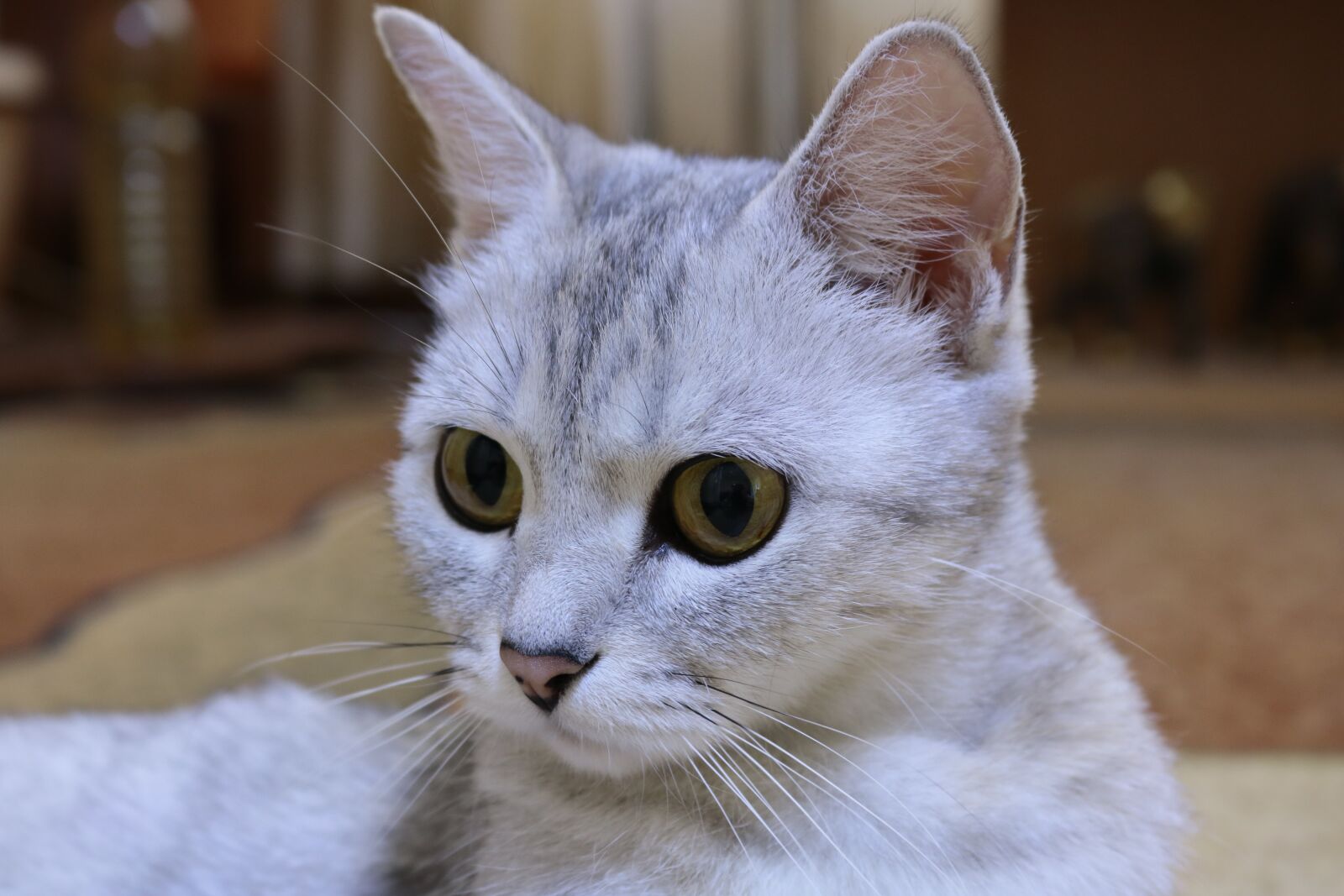 Canon EOS 750D (EOS Rebel T6i / EOS Kiss X8i) sample photo. Cat, animals, pet photography