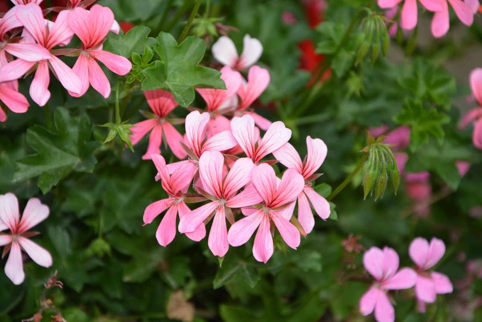 Nikon D5200 sample photo. Flowers pink color, geranium photography