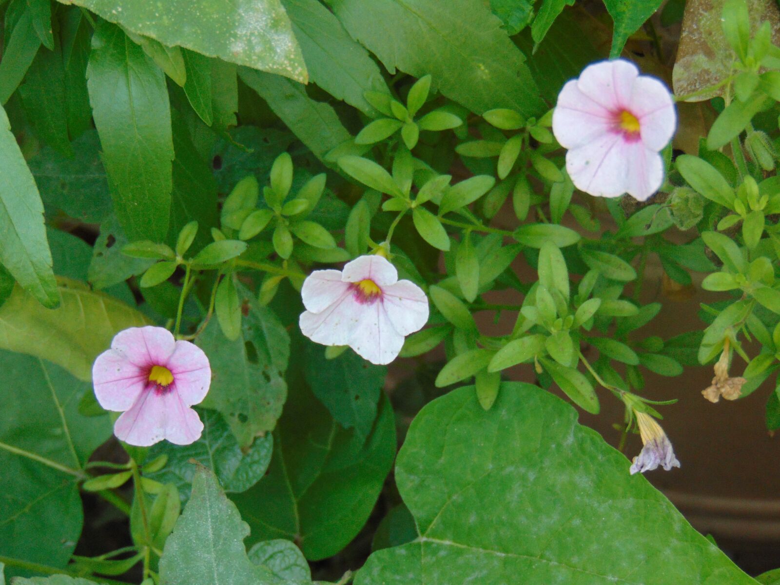 Sony Cyber-shot DSC-H300 sample photo. Wildflower, up, nature photography