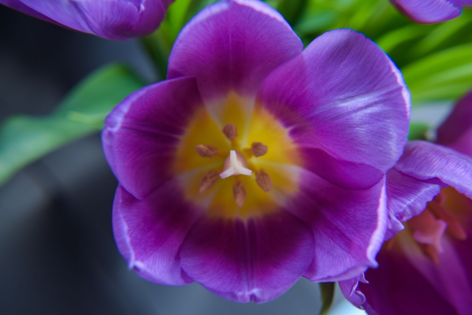 Nikon D5300 sample photo. Flower, spring, blooms at photography