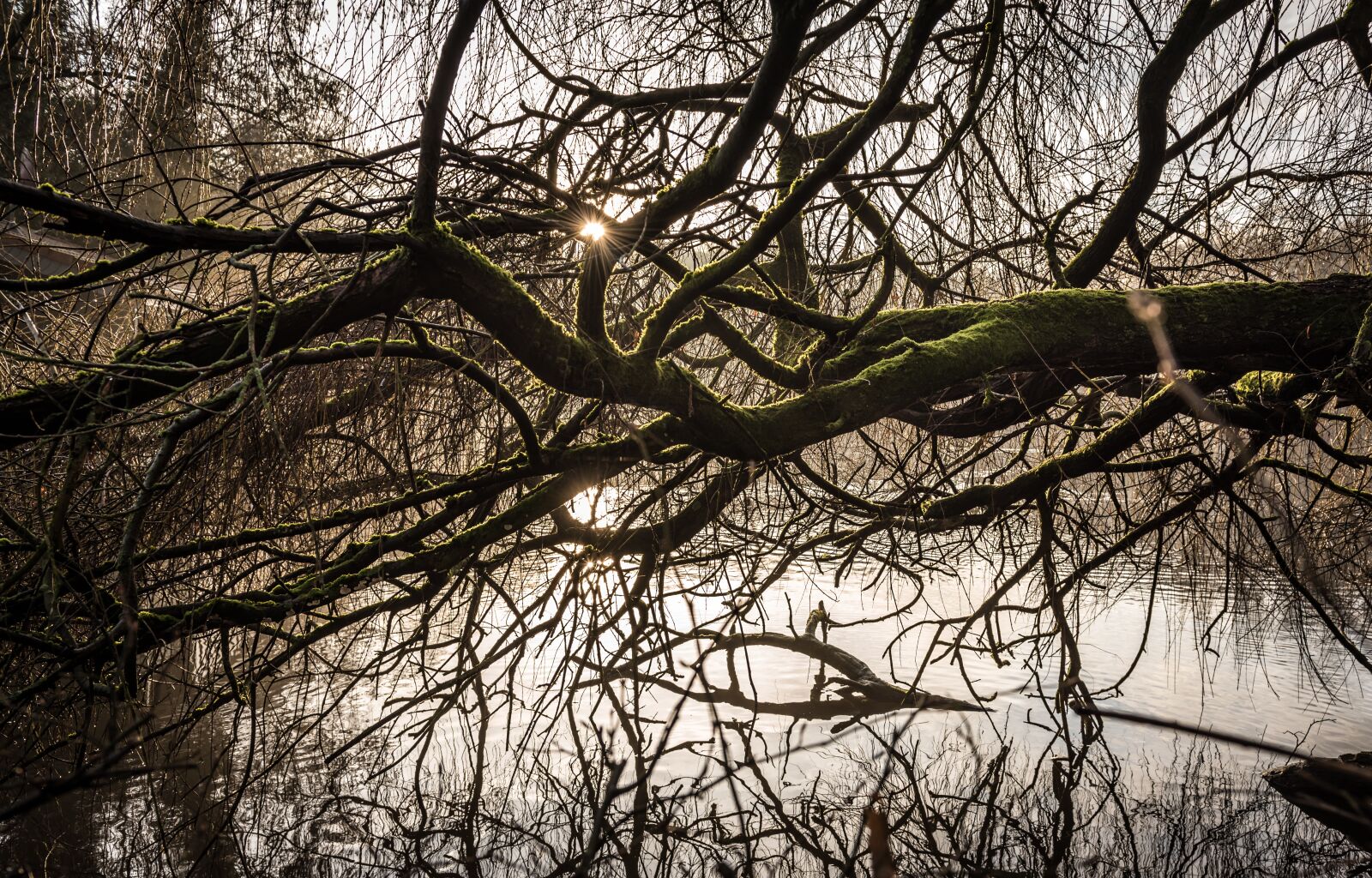 Nikon D750 sample photo. Tree, branch, wood photography