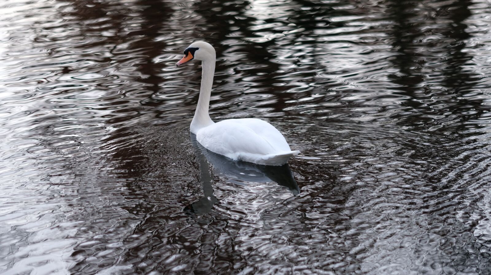 Fujifilm XF 90mm F2 R LM WR sample photo. Swan, water, nature photography