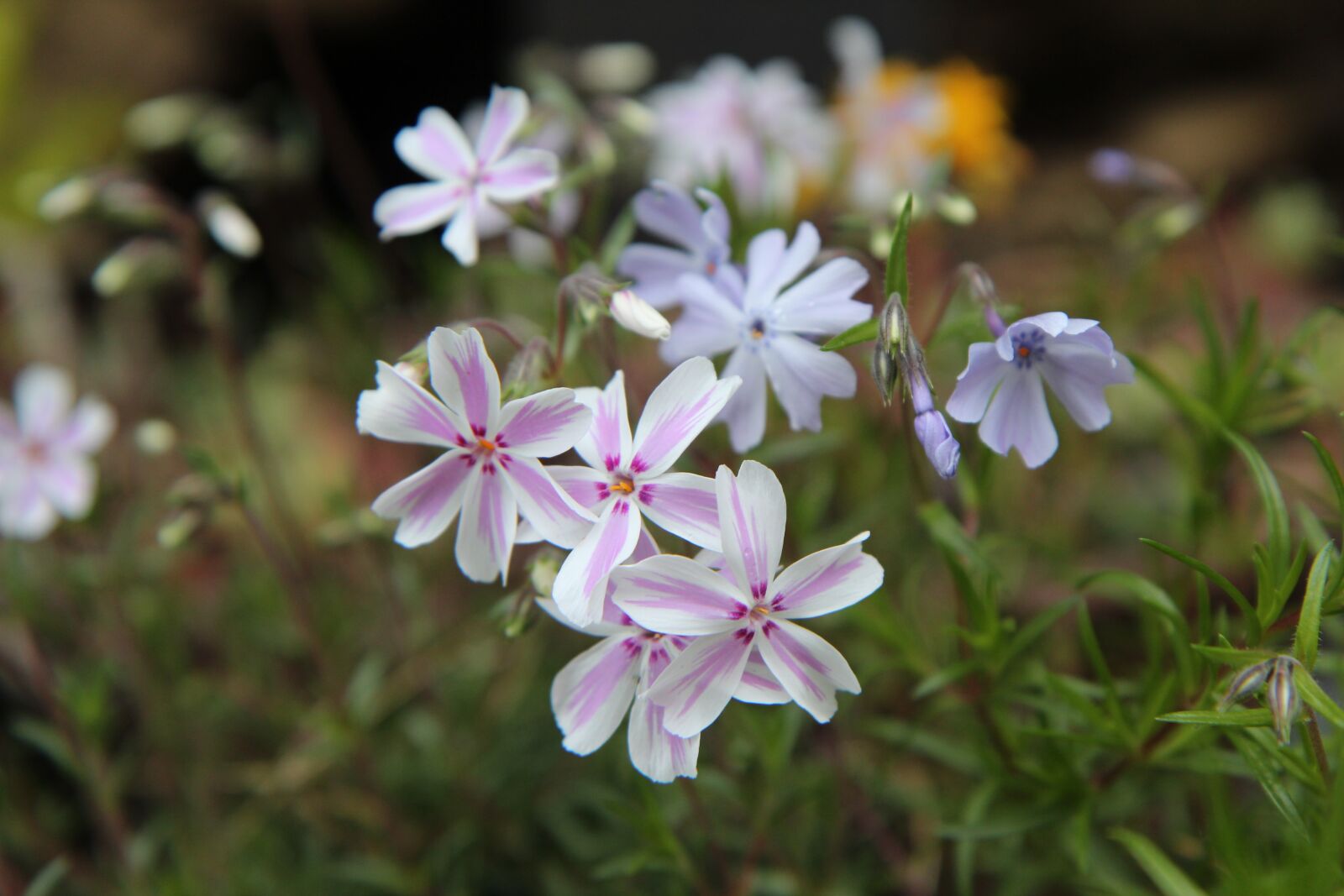 Canon EOS 600D (Rebel EOS T3i / EOS Kiss X5) sample photo. Phlox, flowering, spring-flowering photography