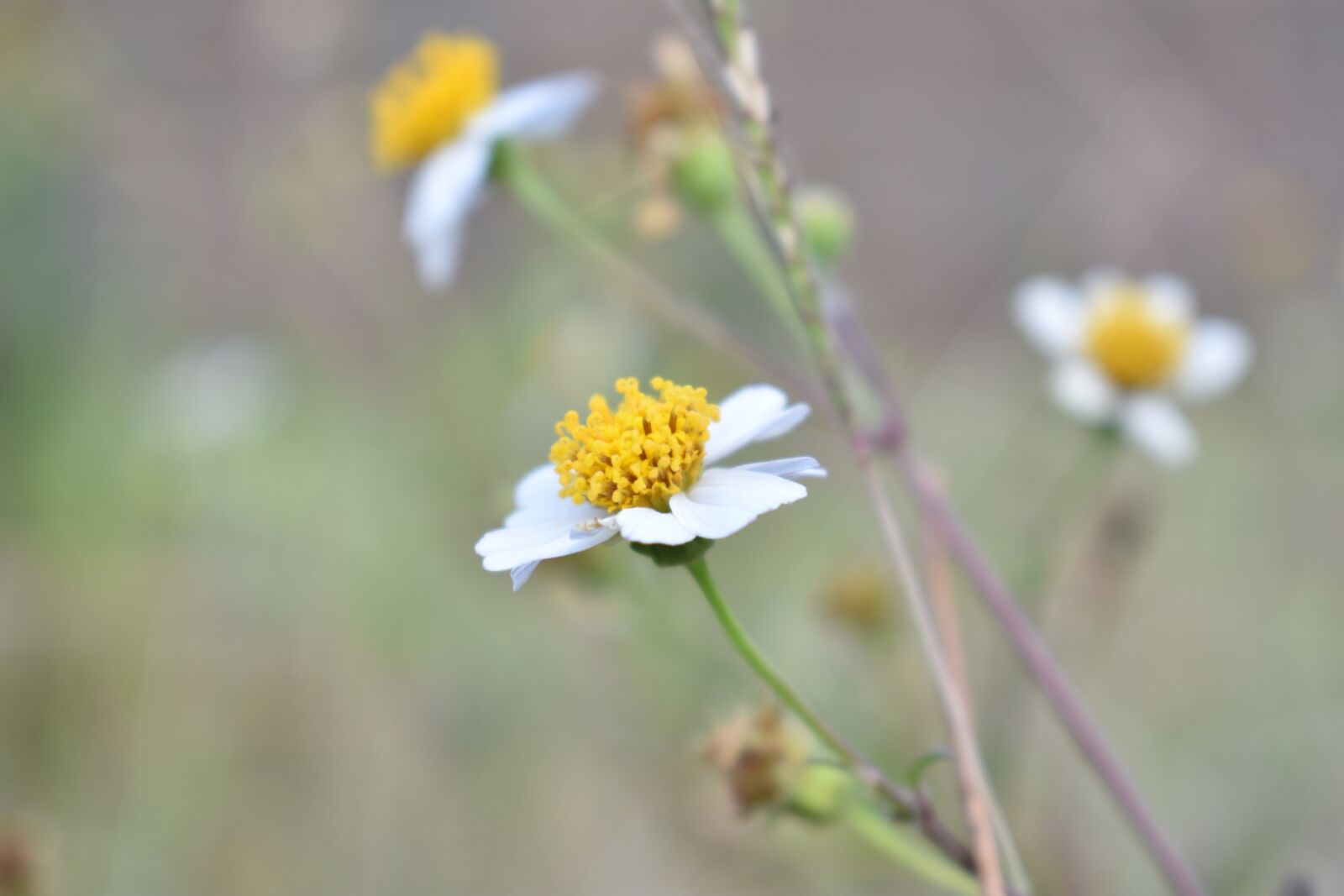 Nikon D3400 sample photo. Daisy flower, flower, wild photography