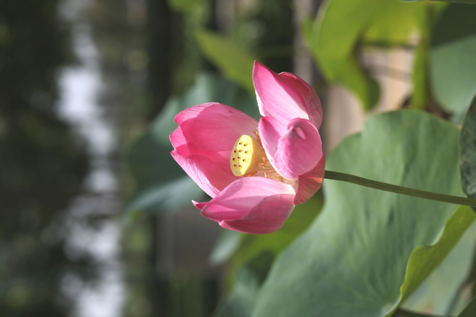Canon EOS 5D Mark II sample photo. Lotus, flower, nature photography