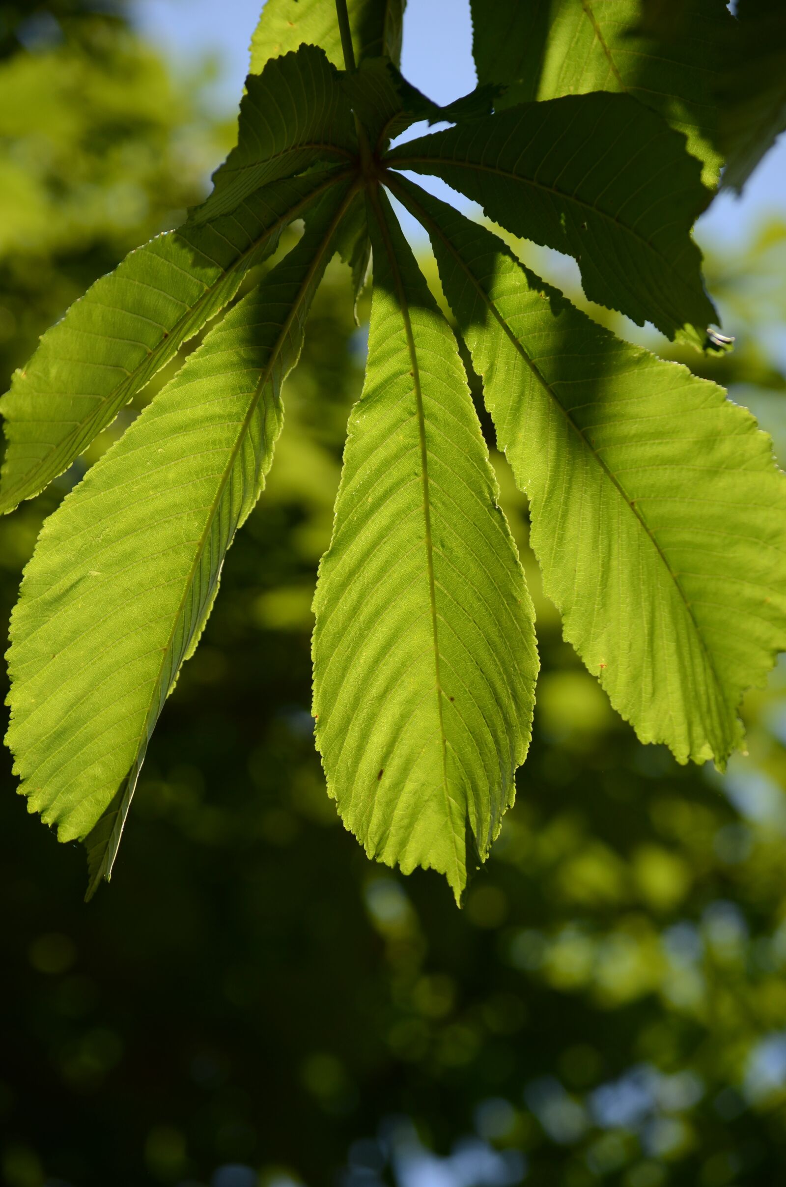 Nikon D7000 sample photo. Leaves, green, nature photography