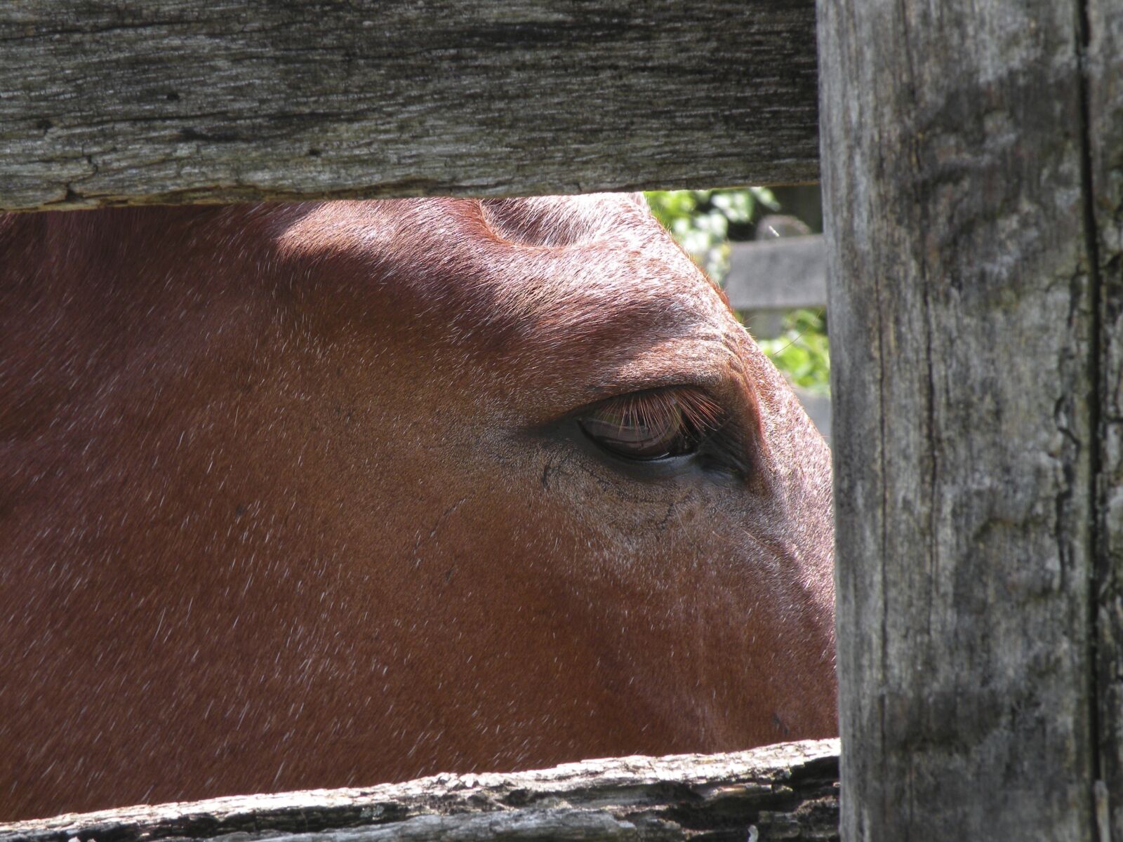 Nikon Coolpix P80 sample photo. Farm, horse, wood photography