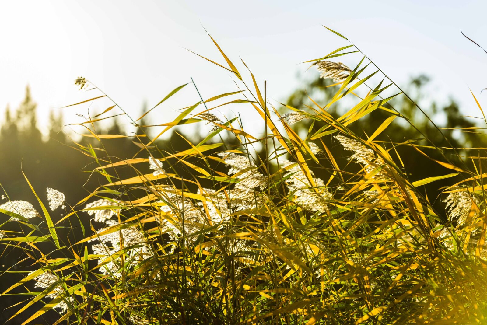 Nikon D810 sample photo. Nature, growth, grass photography