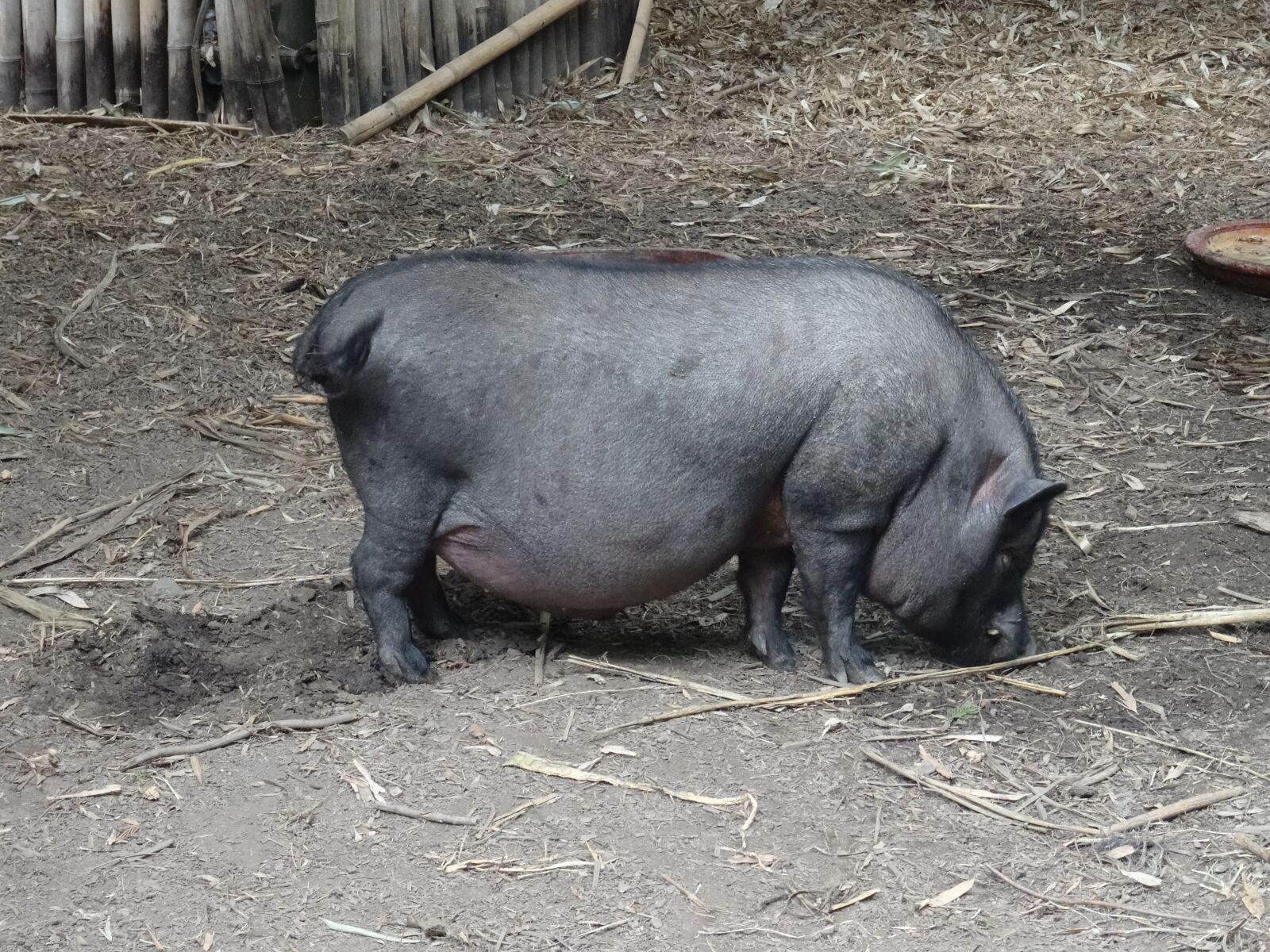 Sony Cyber-shot DSC-HX50V sample photo. Pig, black, animal photography