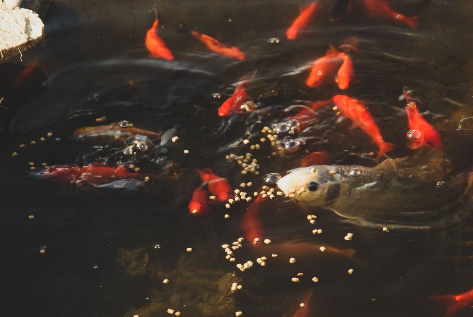 Sony Alpha DSLR-A200 sample photo. Fish, pond, water photography