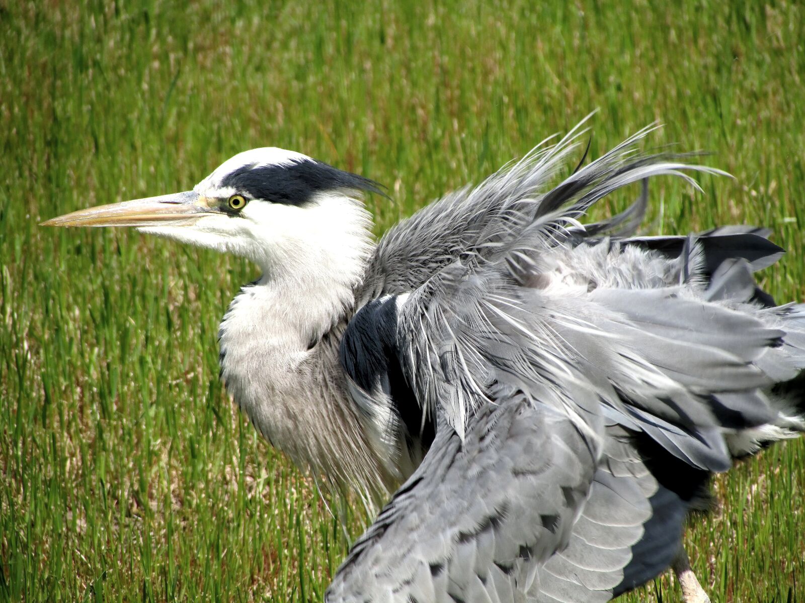 Canon PowerShot SX500 IS sample photo. Heron, bird, nature photography