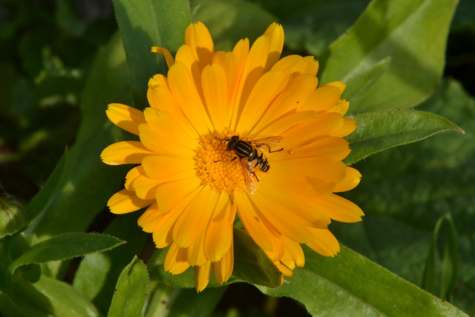 Nikon D3100 sample photo. Hover fly, gerbera daisy photography
