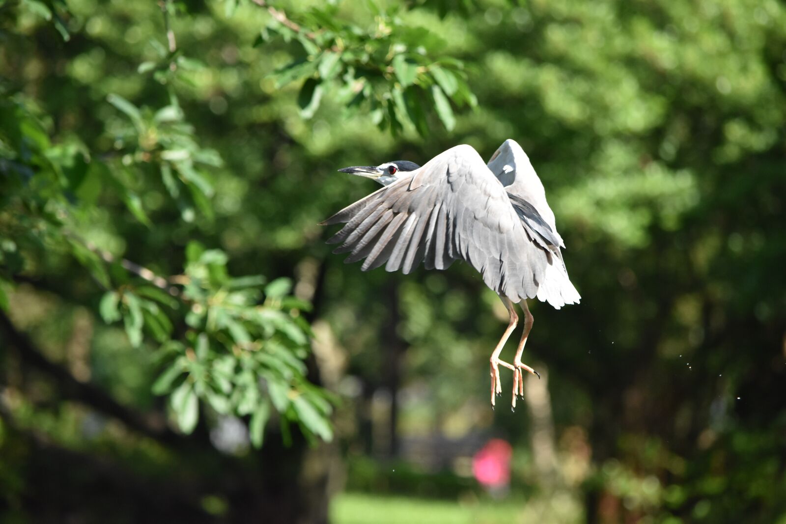 Nikon D5500 sample photo. Nature, bird, outdoors photography