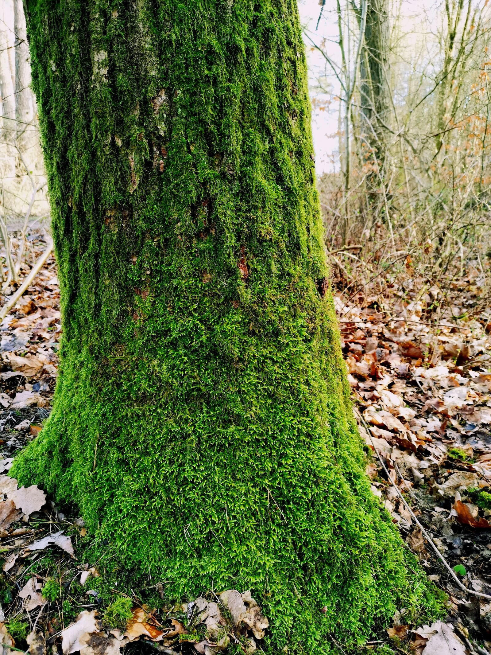 HUAWEI LYA-L29 sample photo. Log, moss, green photography