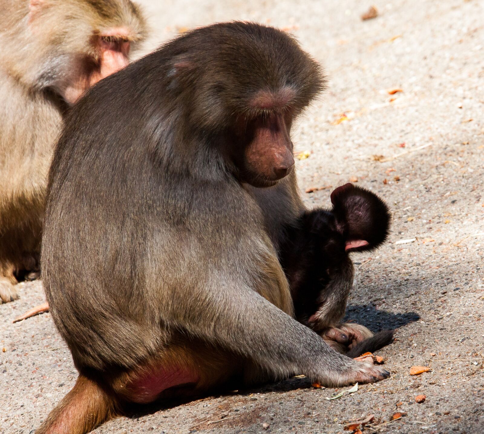 Canon EOS 50D sample photo. Monkey, primate, monkey nut photography