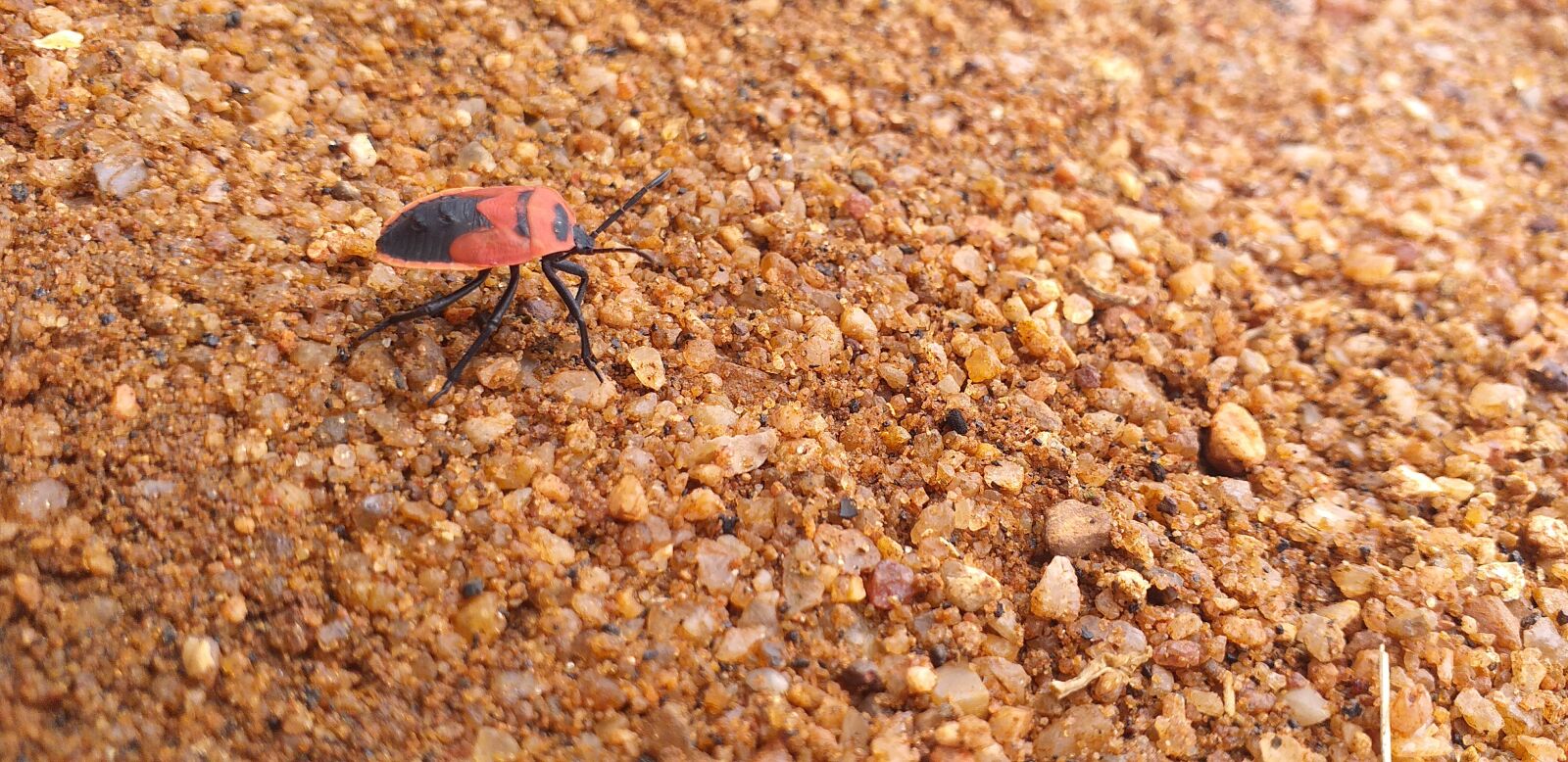Samsung Galaxy J6+ sample photo. Insect, soilzoom, naturelove photography