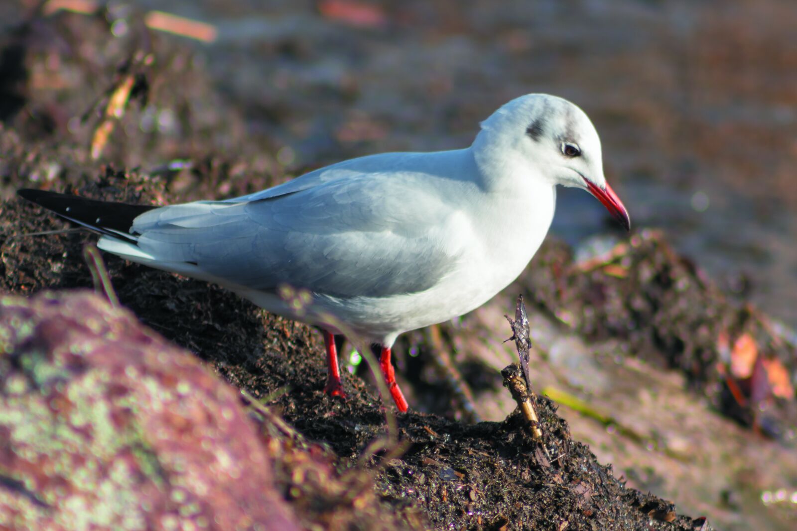 Canon EF75-300mm f/4-5.6 sample photo. Dankasir ly, seagull, water photography