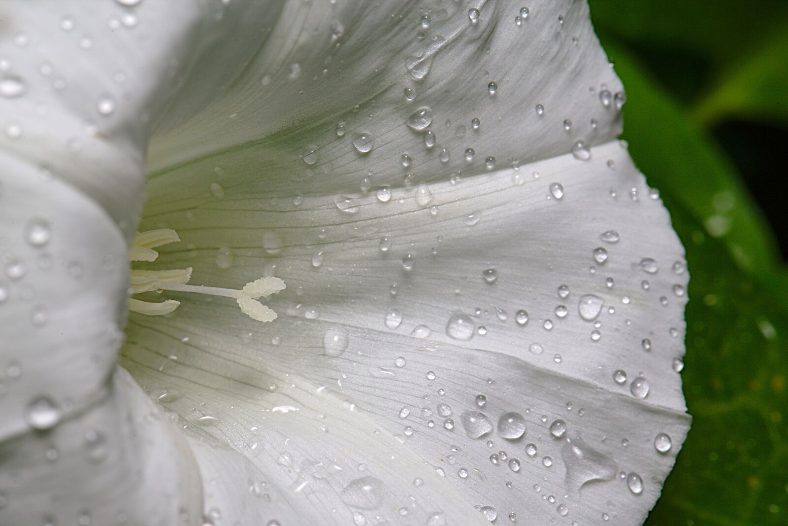 Canon EF 100mm F2.8L Macro IS USM sample photo. Bindweed, blossom, bloom photography