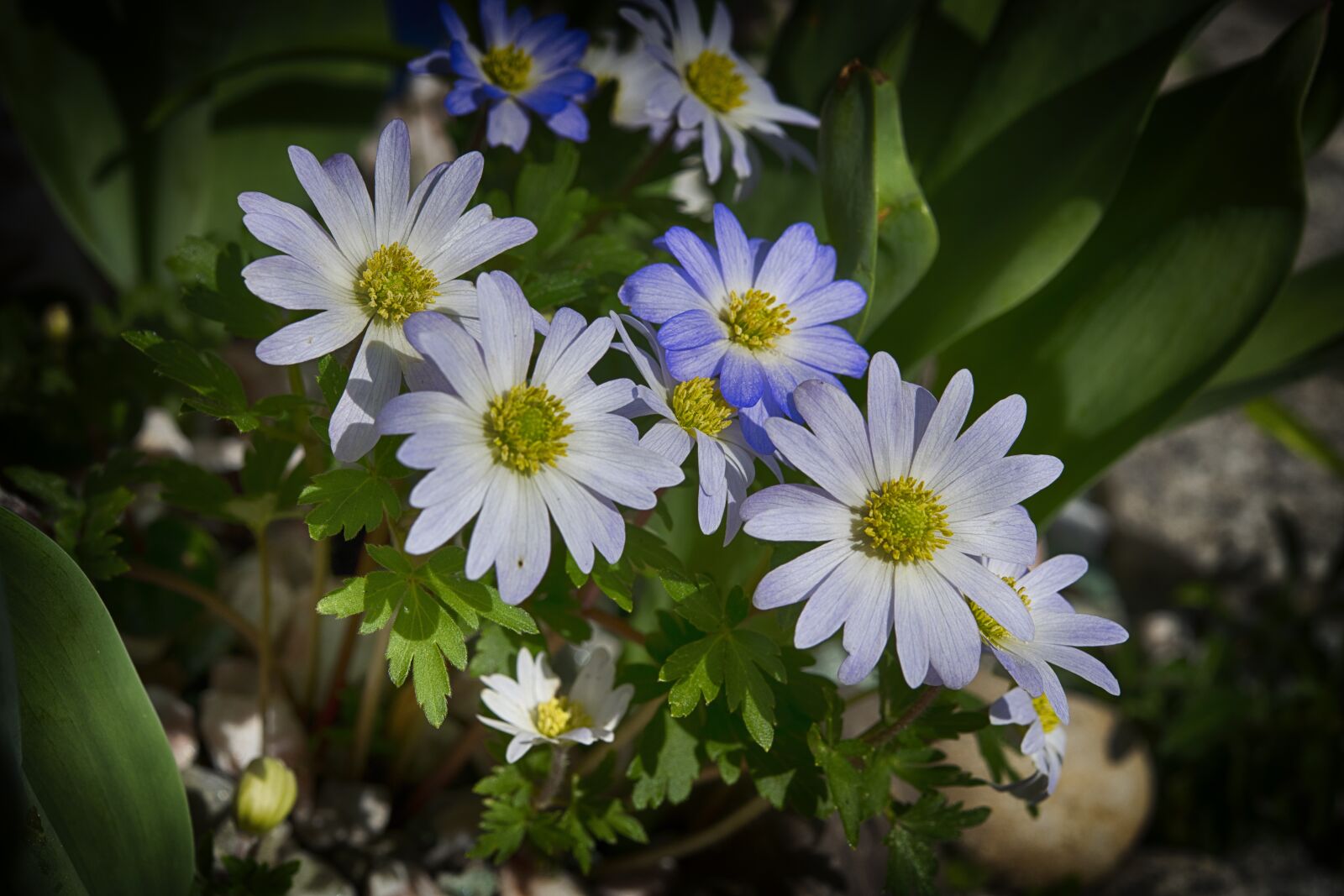 Nikon D850 sample photo. Flower, macro, spring photography