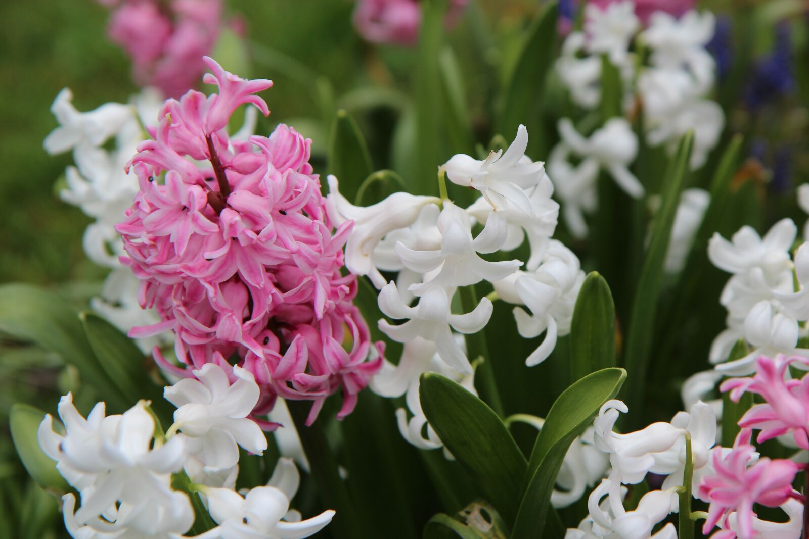 Canon EOS 600D (Rebel EOS T3i / EOS Kiss X5) sample photo. Hyacinth, hyacinth pink, flowering photography