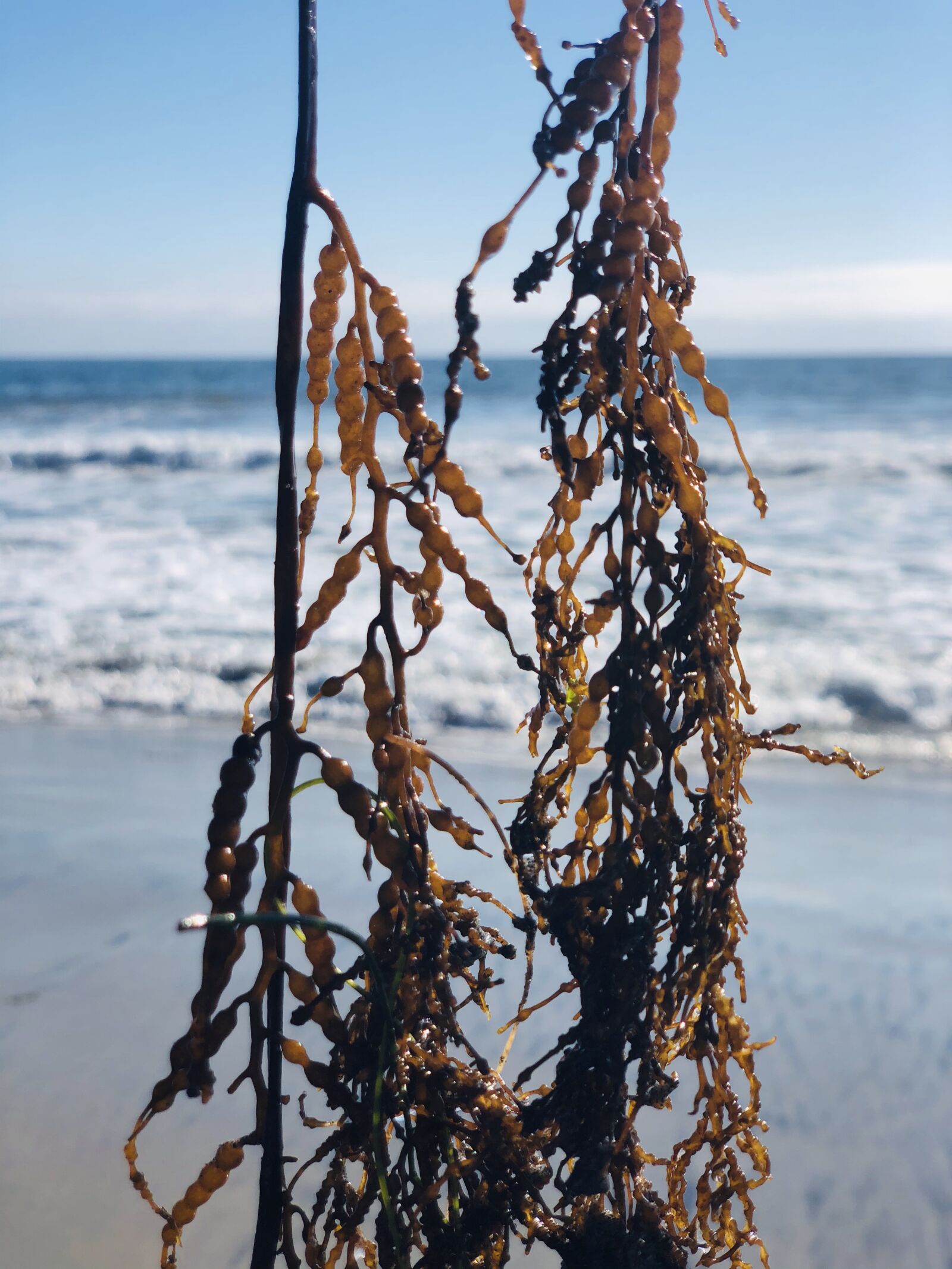 Apple iPhone X sample photo. Algae, ocean, sea photography