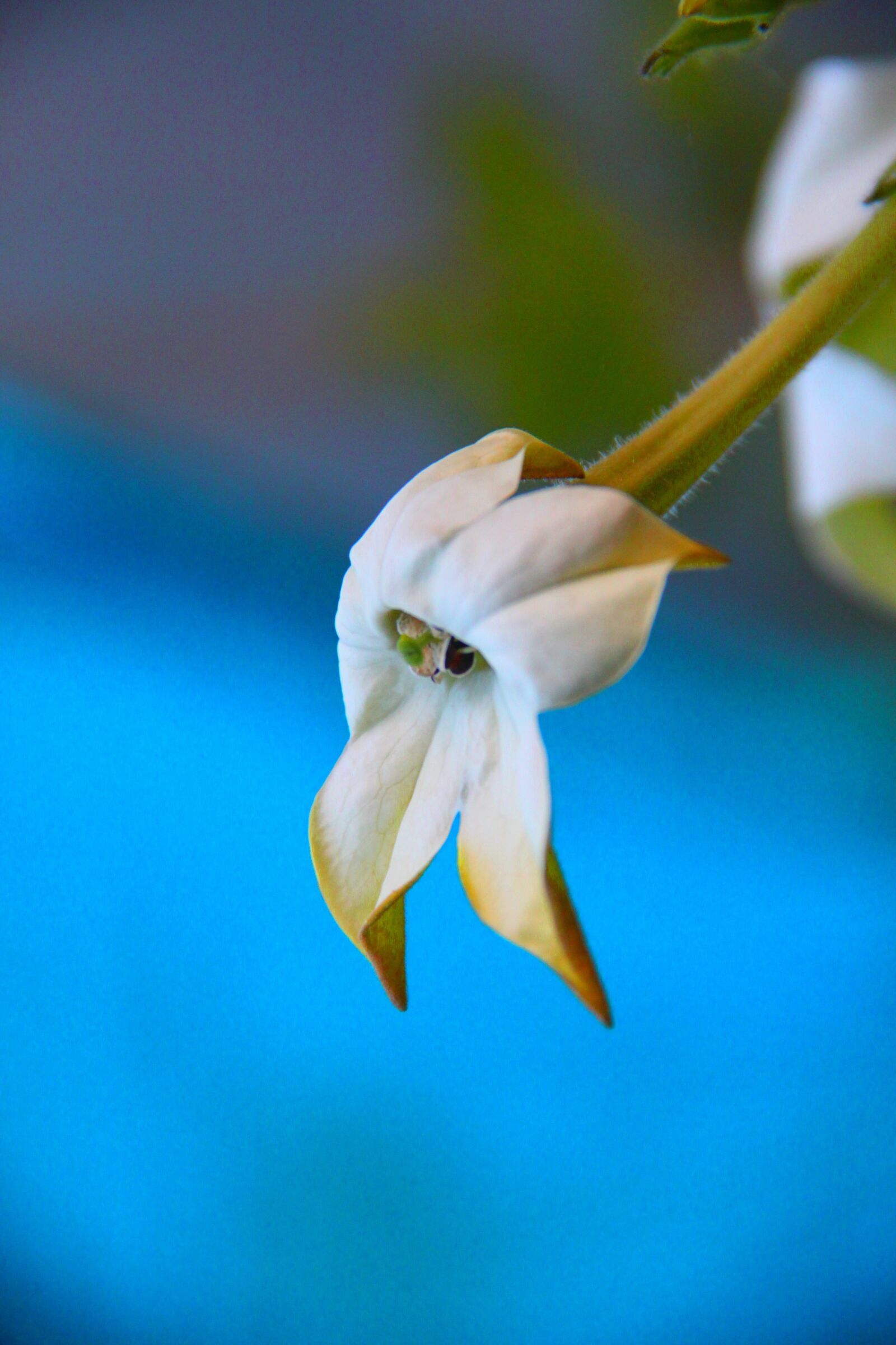 Canon EOS 500D (EOS Rebel T1i / EOS Kiss X3) sample photo. No person, flower, nature photography
