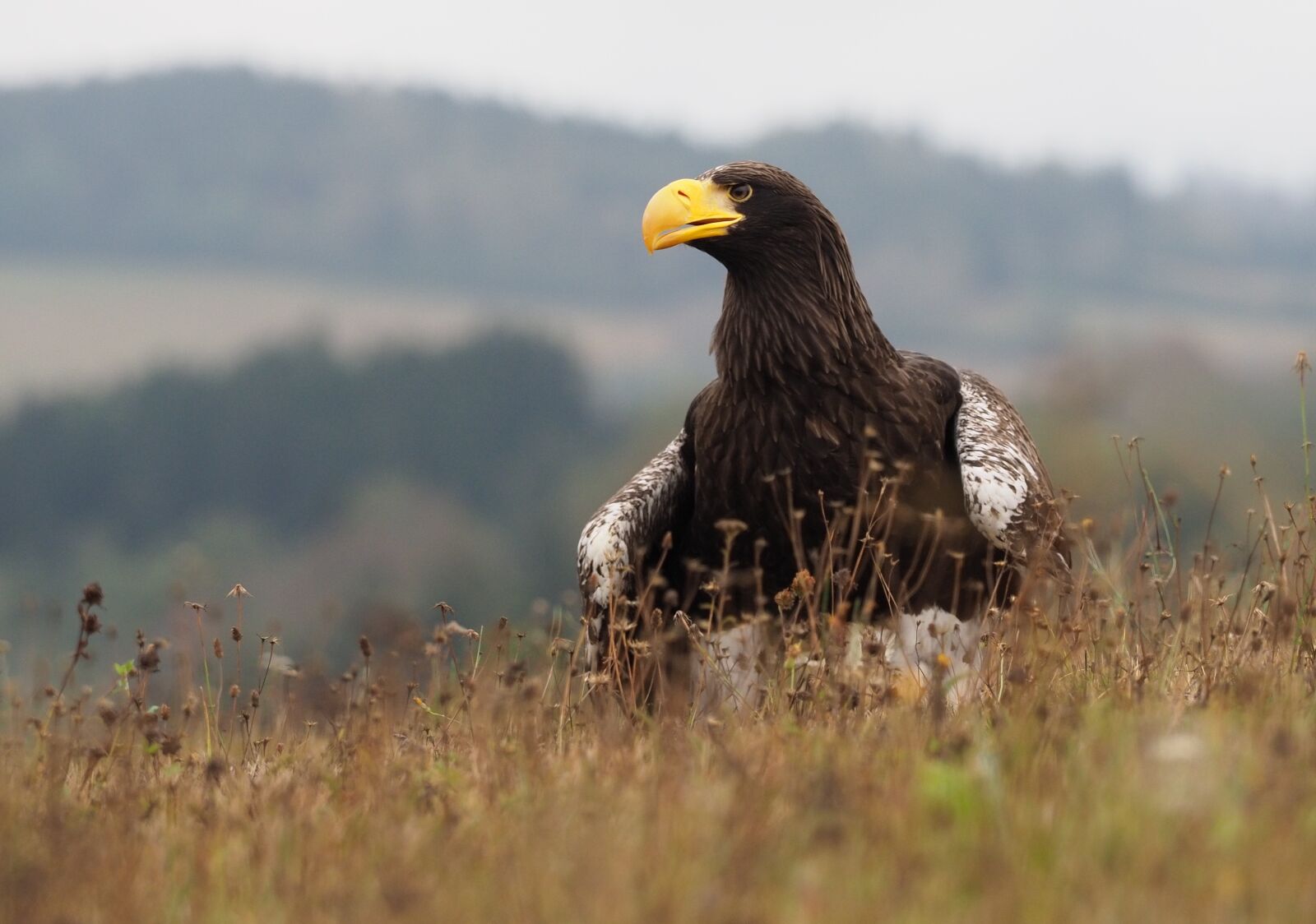 Olympus OM-D E-M1 Mark II + Olympus M.Zuiko Digital ED 40-150mm F2.8 Pro sample photo. Bird, animal, eagle eastern photography