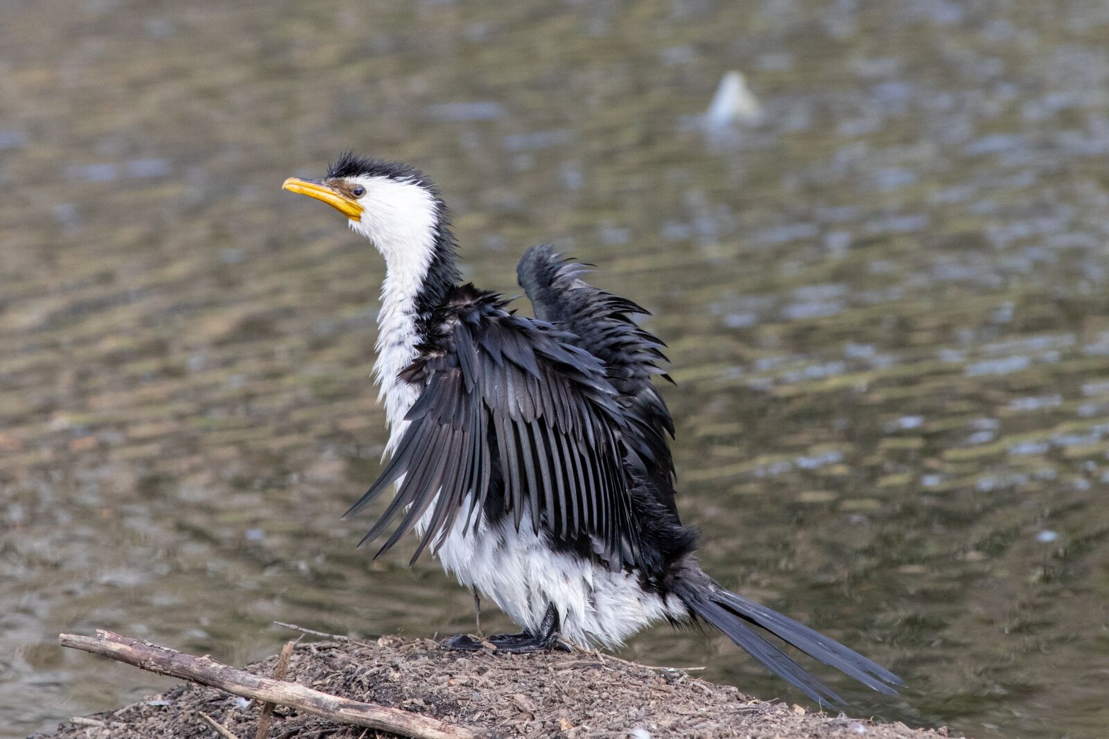 Canon EF 100-400mm F4.5-5.6L IS USM sample photo. Bird, wildlife, water photography